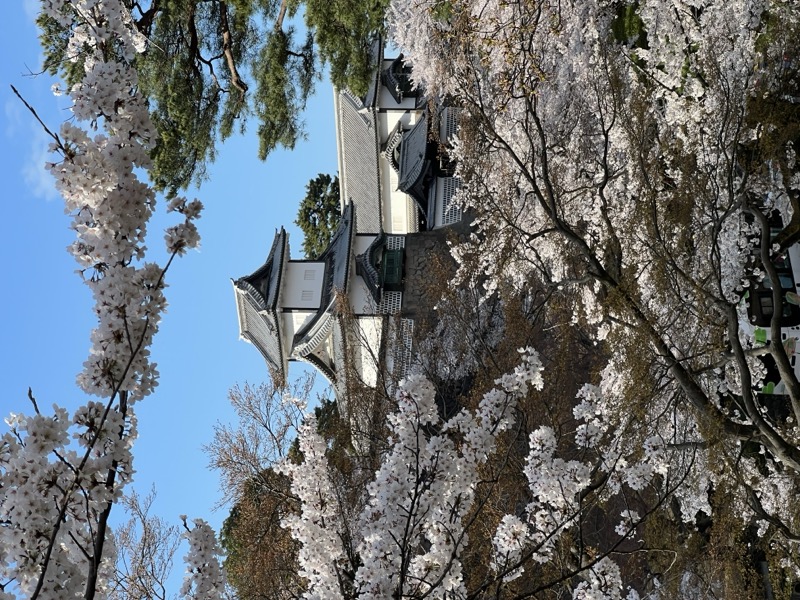 テスト画像3: 桜と城